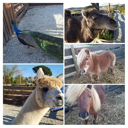 Silly Pony Farm House Casa vacanze