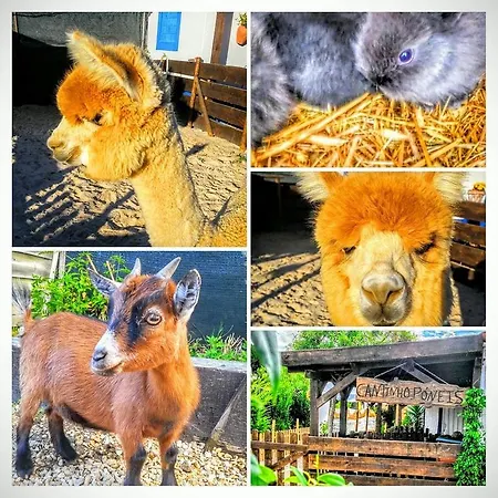 Silly Pony Farm House