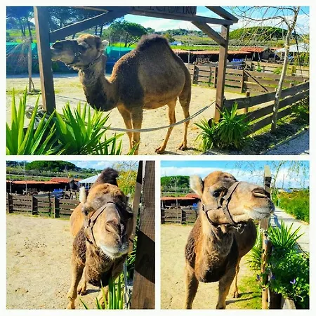 Casa vacanze Silly Pony Farm House