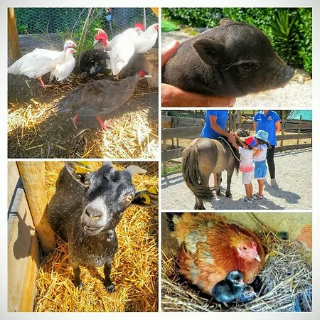 Silly Pony Farm House Casa vacanze Terrugem